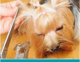Dog and Cat grooming Tucson